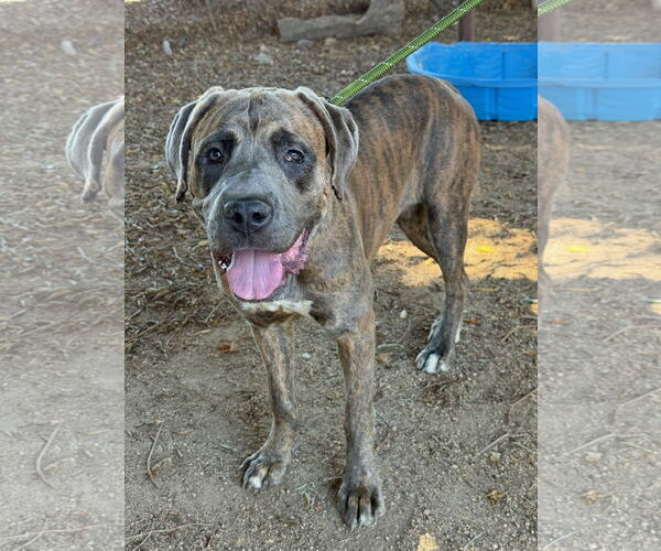 Medium Photo #2 Mutt Puppy For Sale in Goodyear, AZ, USA