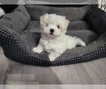 Small Photo #1 Maltese Puppy For Sale in WICHITA, KS, USA
