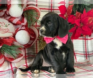 Cocker Spaniel-Staffordshire Bull Terrier Mix Puppy for sale in LANCASTER, PA, USA