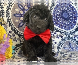 Goldendoodle (Miniature) Puppy for sale in LANCASTER, PA, USA