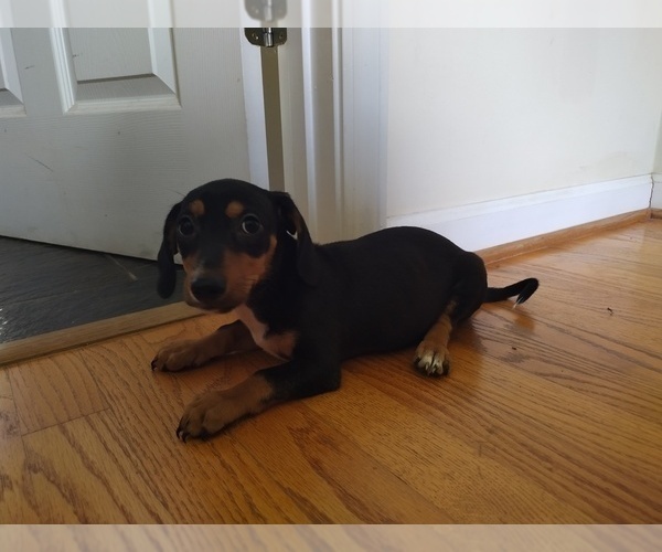 Medium Photo #9 Chiweenie Puppy For Sale in CANTON, GA, USA