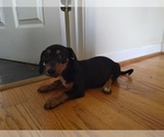 Small #8 Chiweenie