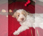 Puppy Princess F1b Aussiedoodle Miniature -Poodle (Toy) Mix