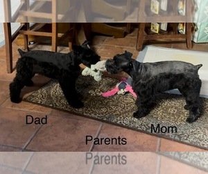 Schnauzer (Miniature) Litter for sale in PORT LAVACA, TX, USA