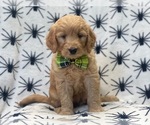 Small Photo #1 Goldendoodle (Miniature) Puppy For Sale in LAKELAND, FL, USA