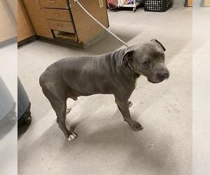 Mutt Dogs for adoption in Modesto, CA, USA