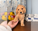 Small #25 Goldendoodle mix (+ Poodle Miniature)