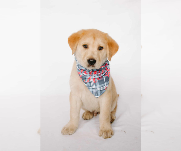 Medium Photo #4 Labrador Retriever-Unknown Mix Puppy For Sale in Princeton, MN, USA