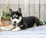Small Photo #9 Siberian Husky Puppy For Sale in LANCASTER, PA, USA