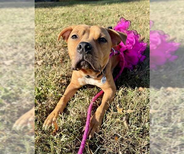 Medium Photo #1 Mutt Puppy For Sale in Forestville, MD, USA