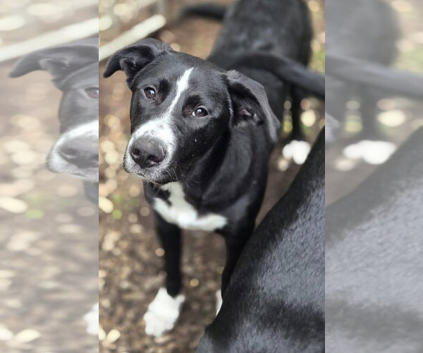 Medium Photo #1 Labrador Retriever-Unknown Mix Puppy For Sale in Elmsford, NY, USA