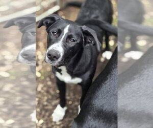 Labrador Retriever-Unknown Mix Dogs for adoption in Elmsford, NY, USA