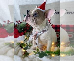 French Bulldog Puppy for sale in BOSTON, MA, USA