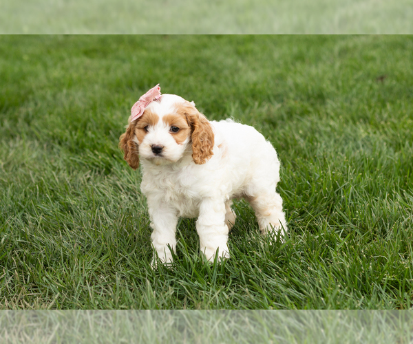 Medium Photo #4 Cockapoo (Miniature) Puppy For Sale in NAPPANEE, IN, USA