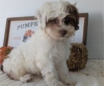 Small Photo #56 ShihPoo Puppy For Sale in GOSHEN, IN, USA