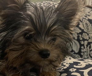 Yorkshire Terrier Puppy for sale in SALEM, MA, USA