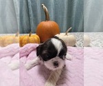 Puppy Fiona AKC Shih Tzu