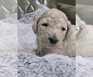 Medium Poodle (Standard)