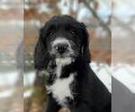 Small Photo #2 Labradoodle Puppy For Sale in MILLVILLE, MN, USA