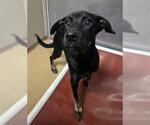 Small American Pit Bull Terrier Mix