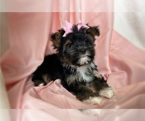 Yorkshire Terrier Puppy for sale in MYRTLE BEACH, SC, USA