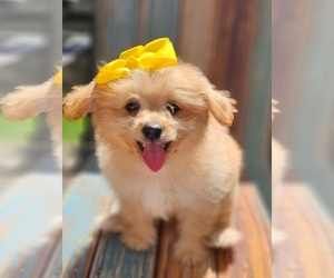 Pomeranian Puppy for sale in INDIANAPOLIS, IN, USA