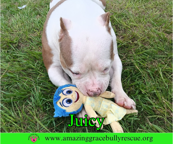 Medium Photo #3 Bulldog Puppy For Sale in Milton, FL, USA