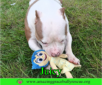 Small #2 Bulldog