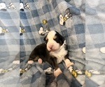 Small Photo #35 Australian Shepherd Puppy For Sale in EUSTIS, FL, USA