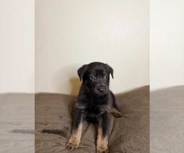 Medium Photo #2 German Shepherd Dog Puppy For Sale in Minneapolis, MN, USA