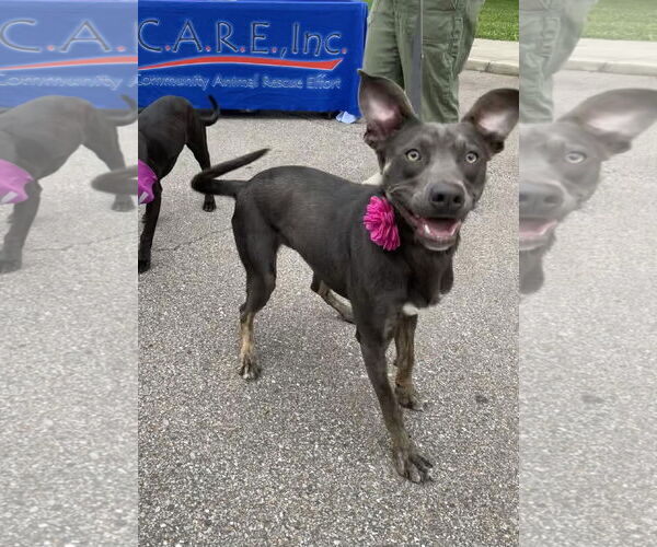Medium Photo #11 Unknown-Weimaraner Mix Puppy For Sale in Columbus, IN, USA