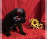 Small #2 Newfoundland
