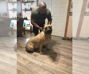 Presa Canario Puppy for sale in BLAIRSVILLE, GA, USA
