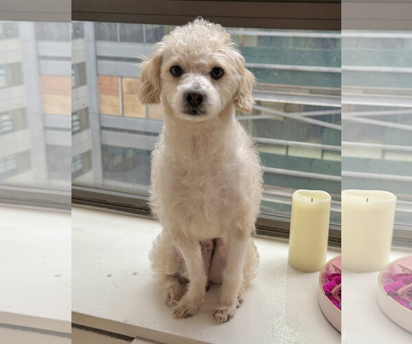 Medium Photo #1 Maltipoo (Miniature) Puppy For Sale in Staten Island, NY, USA