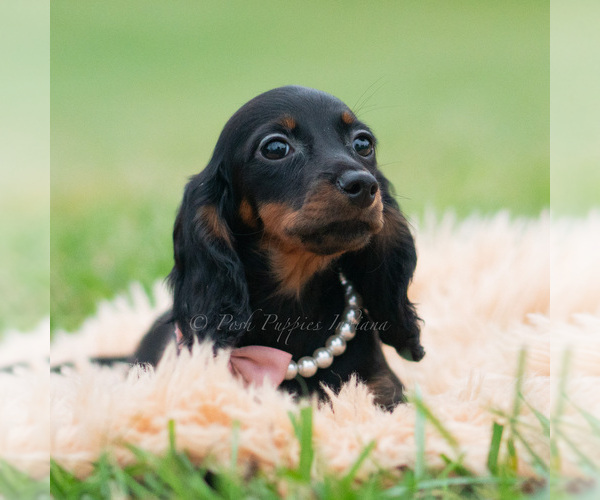 Medium Photo #39 Dachshund Puppy For Sale in WARSAW, IN, USA