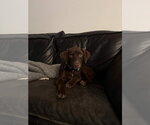 Small #3 German Shorthaired Lab