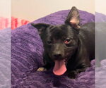 Small #2 Chihuahua Mix