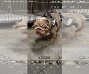 Father of the English Bulldog puppies born on 04/14/2025