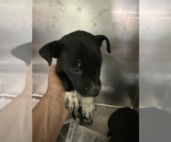 Medium Photo #1 Mutt Puppy For Sale in Bakersfield, CA, USA