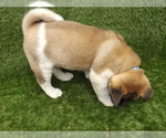Small Photo #14 Akita Puppy For Sale in ROLLA, MO, USA