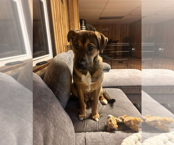 Medium Photo #3 Mutt Puppy For Sale in Springdale, PA, USA