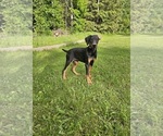 Small Photo #1 Doberman Pinscher Puppy For Sale in COTTON, MN, USA