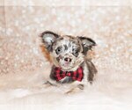 Puppy Elgin Chihuahua