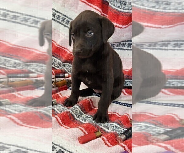 Medium Photo #12 Labrador Retriever Puppy For Sale in MERIDEN, KS, USA