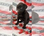 Small Photo #12 Labrador Retriever Puppy For Sale in MERIDEN, KS, USA