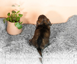Small #4 Dachshund