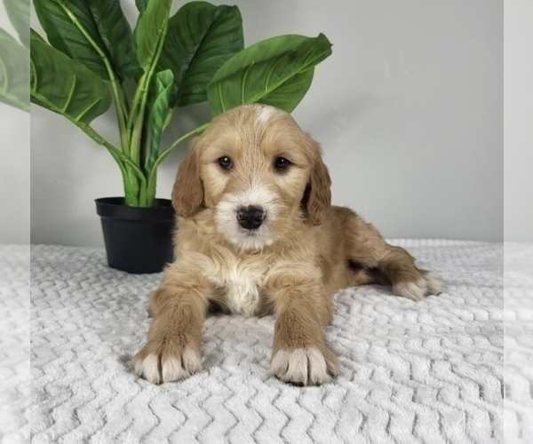 Medium Photo #3 Goldendoodle (Miniature) Puppy For Sale in FRANKLIN, IN, USA
