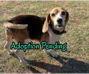 Matty - Male Beagle Dog for Adoption - Photo #2