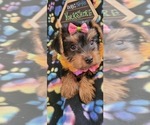 Small Photo #7 Yorkshire Terrier Puppy For Sale in AKRON, OH, USA