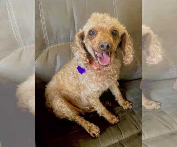 Medium Photo #2 Poodle (Miniature) Puppy For Sale in Staten Island, NY, USA